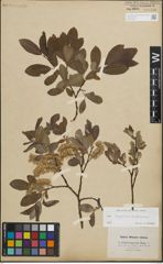 Foto von Salix lapponum L. x Salix silesiaca Willd.